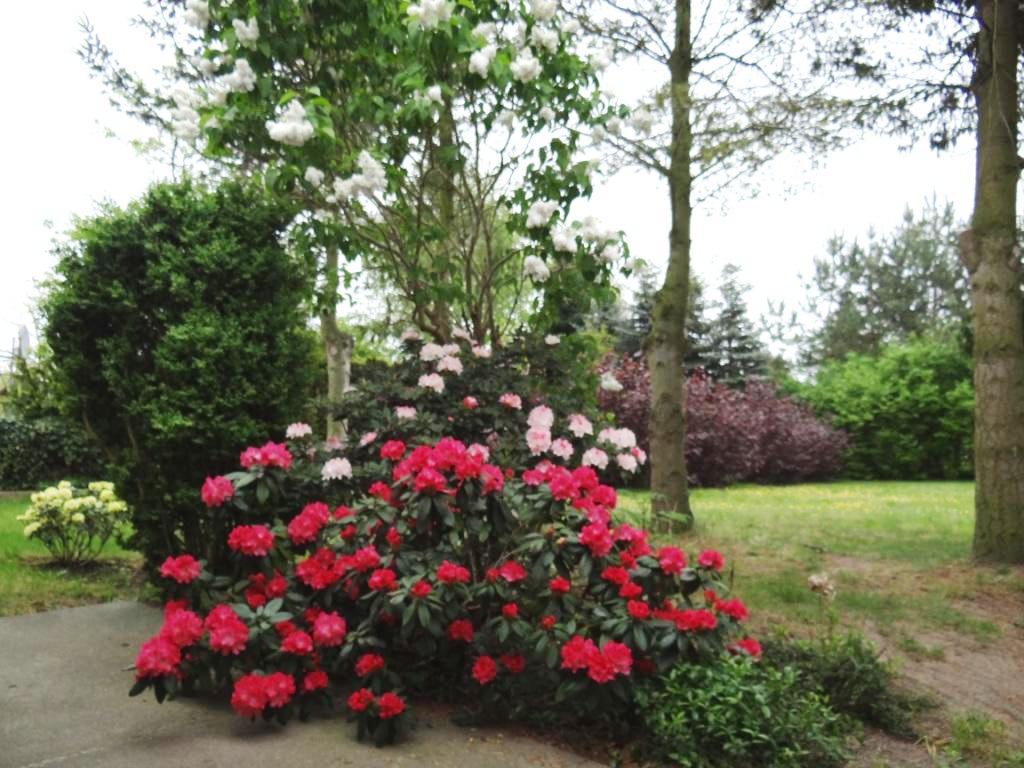 Farbenprchtige Bltengehlze und Blumenrabatten vor der Zimmervermietung Ferienhof Am Kiefernwald erfreuen die Sinne.