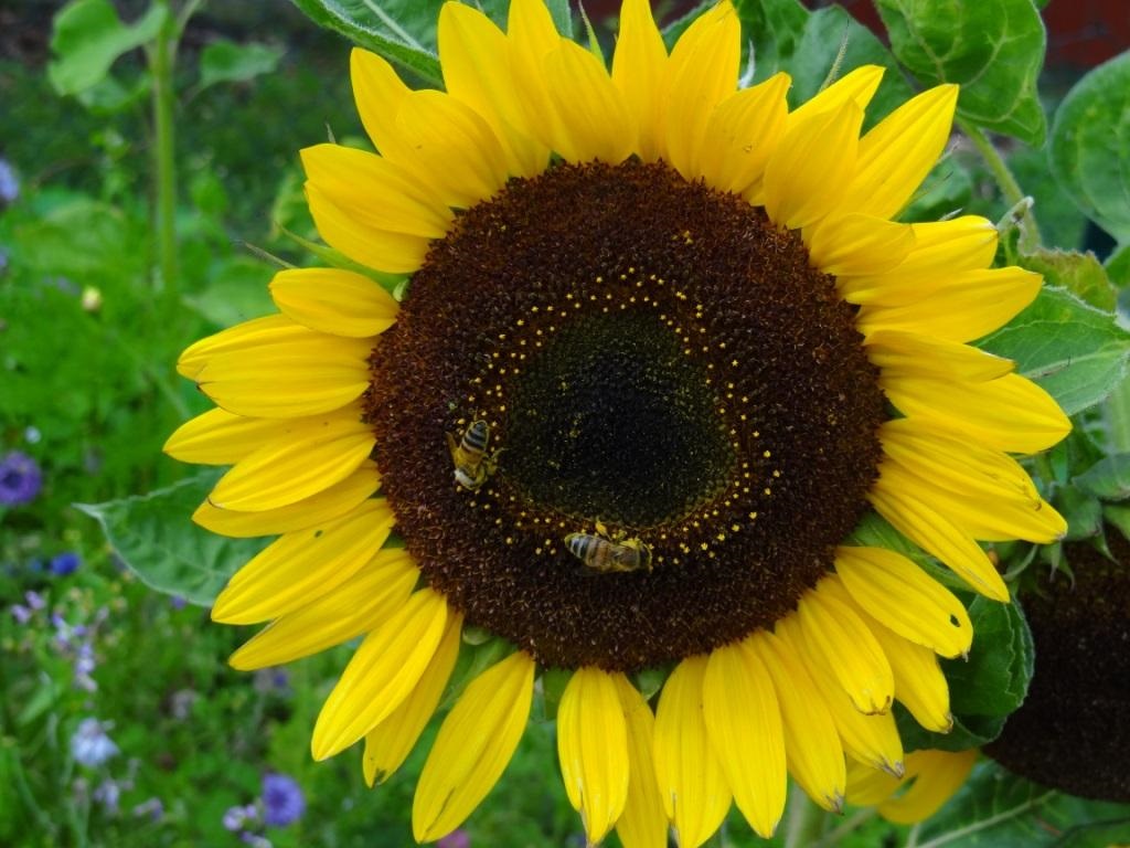 Die Wohlfhloase fr Insekten 2020 am Ferienhof-Gstehaus 'Am Kiefernwald' Ribnitz-Damgarten. Auf den Sonnenblumen und den vielen weiteren Blhpflanzen tummeln sich die geflgelten Ferienhof-Gste wie Bienen und Hummeln, aber auch Schmetterlinge und verschiedene Kfer.