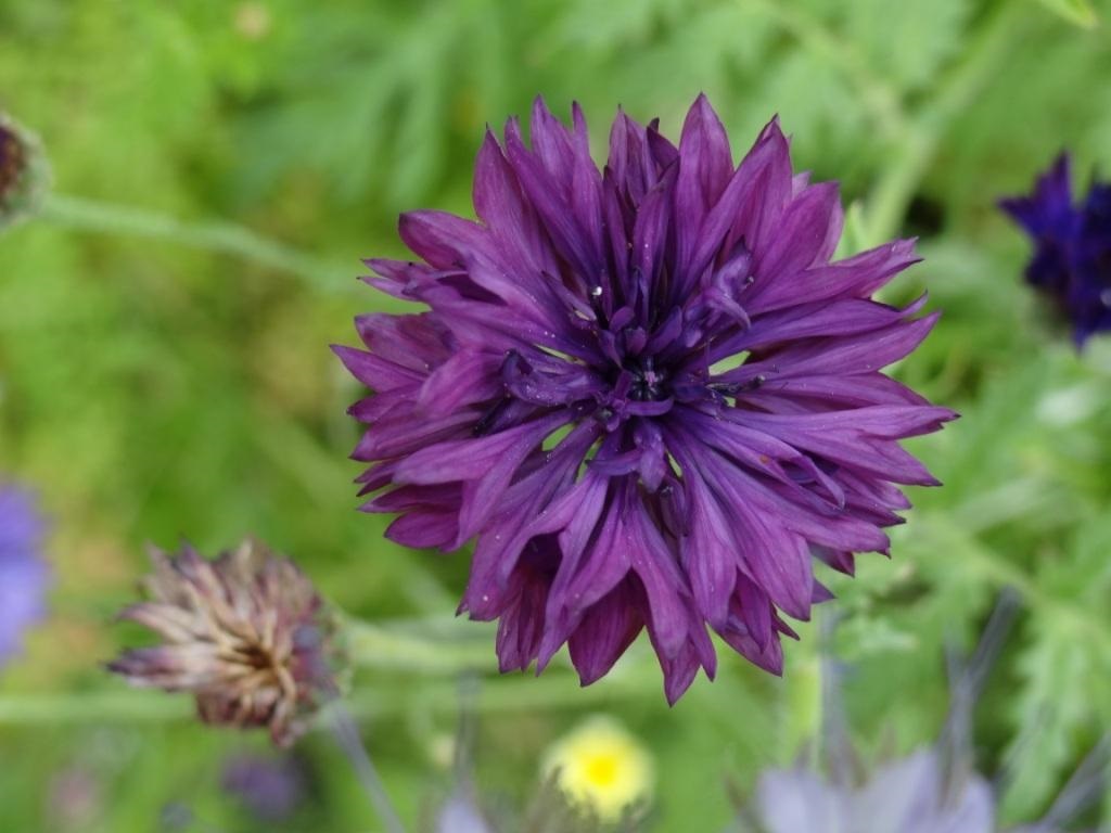 Die Wohlfhloase fr Insekten 2020 am Ferienhof-Gstehaus 'Am Kiefernwald' Ribnitz-Damgarten. Auf den Sonnenblumen und den vielen weiteren Blhpflanzen tummeln sich die geflgelten Ferienhof-Gste wie Bienen und Hummeln, aber auch Schmetterlinge und verschiedene Kfer.