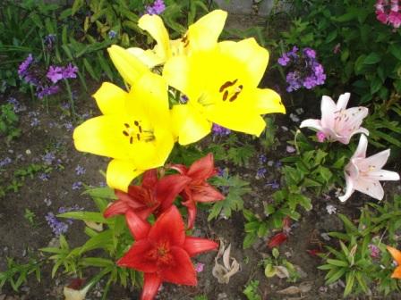 Farbenprchtige Blumenrabatten und Koniferen vor dem Ferienhof-Gstehaus  erfreuen die Sinne. Fotos: Eckart Kreitlow