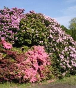 Alljhrliche Bltenpracht im nahegelegenen  Rhododendronpark des Ostseebades Graal-Mritz. Foto: Eckart Kreitlow