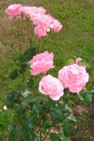 Wunderschne Rosen in der Nhe des Ferienhof-Gstehauses Am Kiefernwald