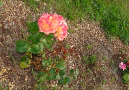 Wunderschöne Rosen in der Nähe der Zimmervermietung Ferienhof Am Kiefernwald