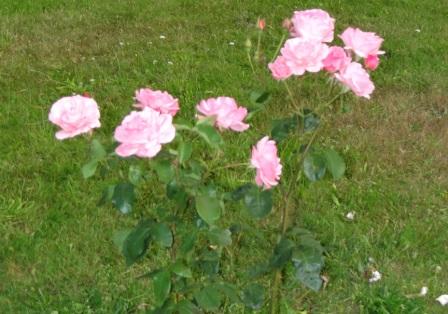 Wunderschne Rosen in der Nhe des Ferienhof-Gstehauses Am Kiefernwald